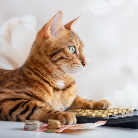 Budgeting for a New Pet: Financial Considerations for Animal Lovers