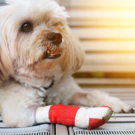 Pet Protection Plans: Understanding the Value of Insurance for Your Furry Family